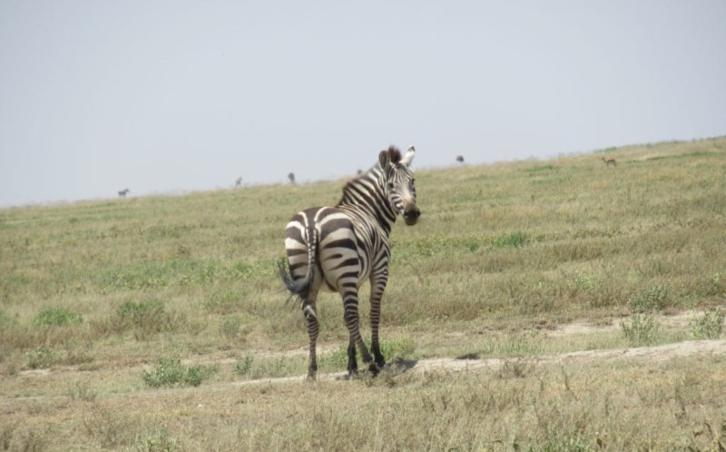 Una zebra nel cratere di Ngorongoro