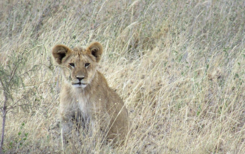 Traveltips per un safari nel Serengeti in Tanzania