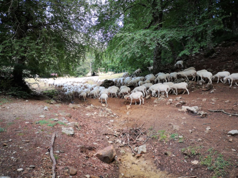 Al pascolo le pecore in montagna a Piano Battaglia