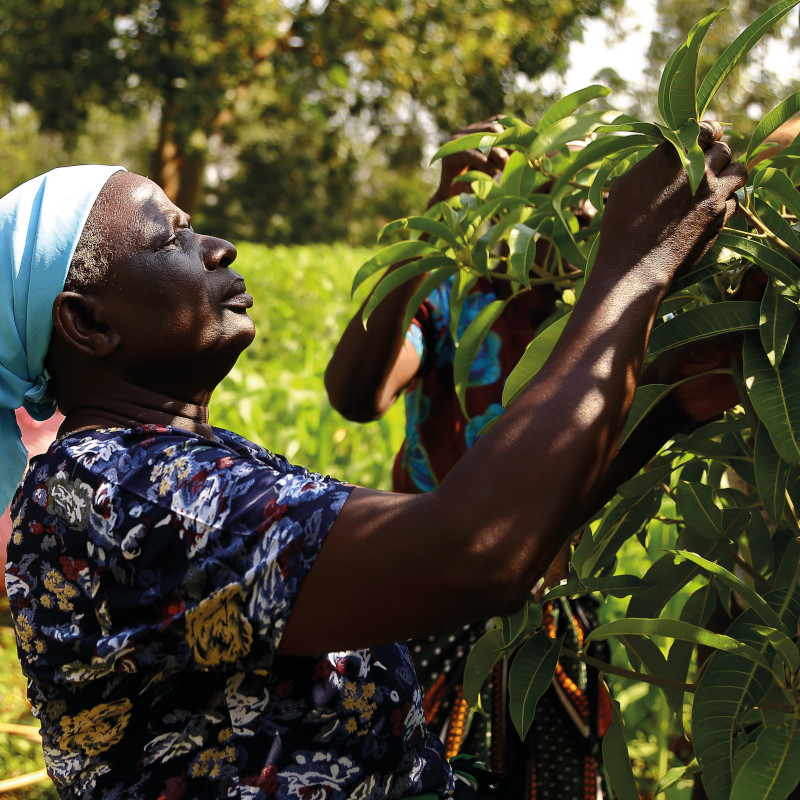 Kenya Donna controlla un albero di Mango
