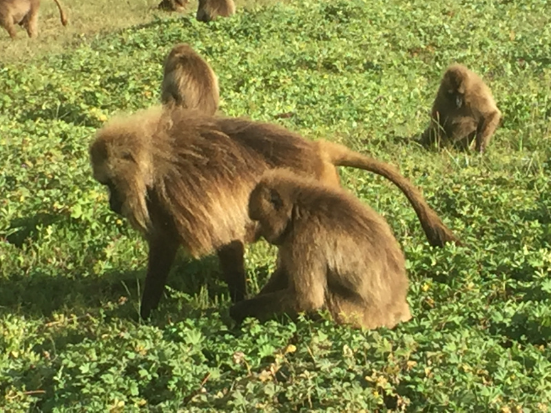 I babbuini Gelada del Parco Simien in Etiopia