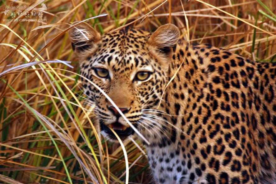 un primo piano di un leopardo dello zimbawe