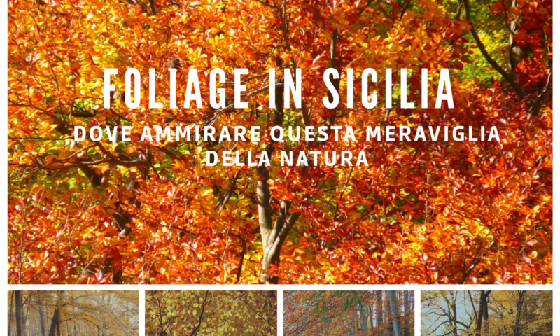 Foliage in Sicilia