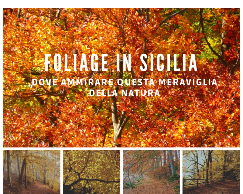 Foliage in Sicilia