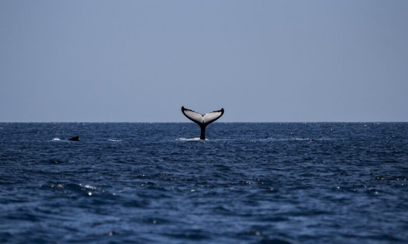 Giornata M ondiale delle balene 16 febbraio 2021