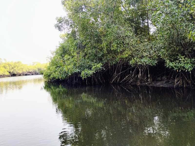 Foresta di mangrovia in Casamance in Senegal