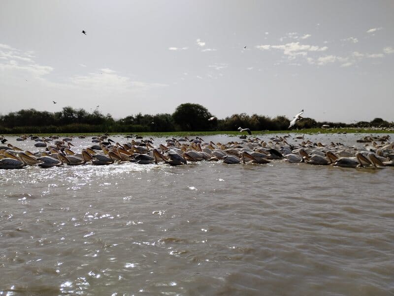 Santuario nazionale degli uccelli di Djoudj in Senegal